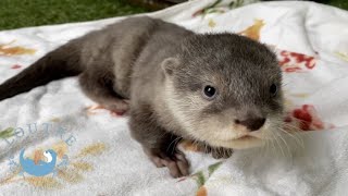 カワウソの赤ちゃん、追いかけっこが激しすぎる件について　Otter baby & her aunt play together soooo hard!