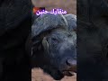 منقارك حنين Viralshort شورتس شورت Shorts Short Youtubeshorts Discovery Wildlife Nature Bird منقارك حنين Viralshort شورتس شورت Shorts Short Youtubeshorts Discovery Wildlife Nature Bird