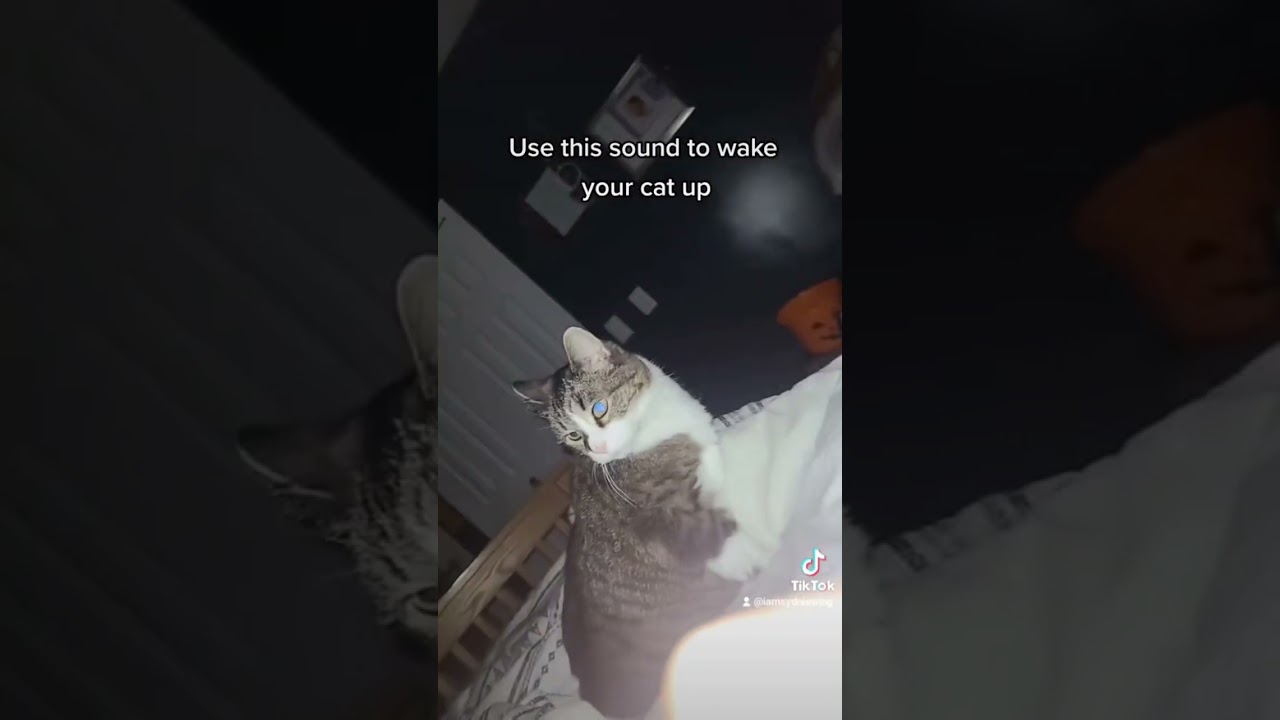 Use This Sound To Wake Your Cat Up