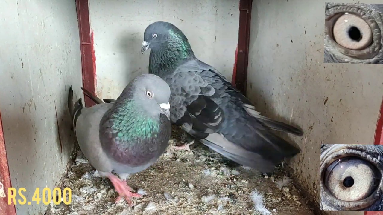 சிறந்த கர்ண புறா மற்றும் சாதா புறாக்கள் விற்பனை pigeon sales for Tamil