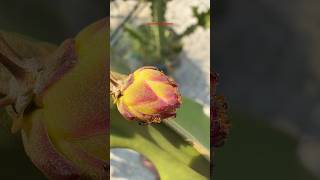 Morokon rad dragon fruit/flower😍#shorts #trending #explore #subscribetomychannel #dragonfruit