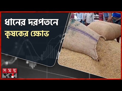 Aman price collapses, drops by 120 taka in 3 days | Naogaon | Paddy Price | Somoy TV