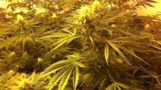 First Time Grower/Soiless Mix Using Cogo's Original Cannabis Formula Fertilizer Part 2