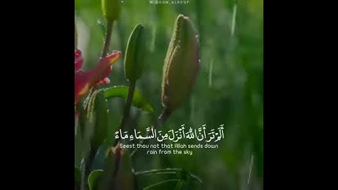 القارئ : ياسر الدوسري/ {ألم تر أن الله أنزل من السماء ماء} سورة : فاطر