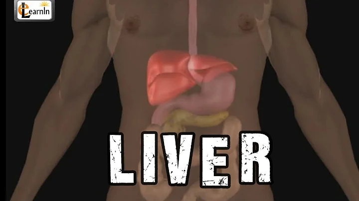 Liver anatomy and function | Human Anatomy and Physiology video 3D animation | elearnin - DayDayNews