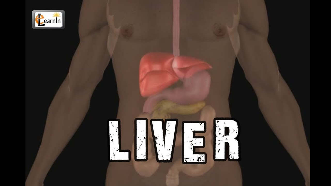 Which internal organ has both endocrine and exocrine functions?