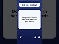 One Cool Dog Fact