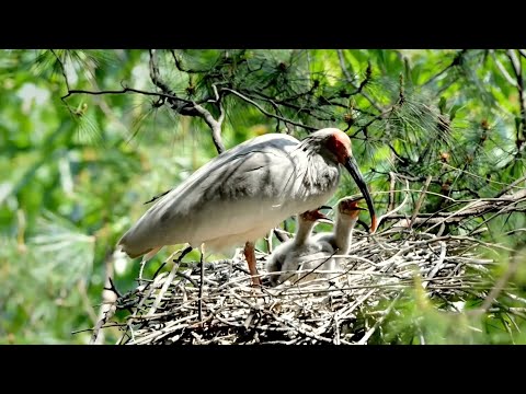 New China TV Travel TV Commercial GLOBALink Artificially bred baby crested ibis hatched in Shaanxi, China
