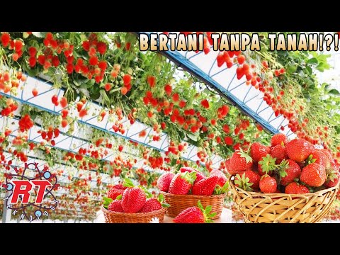 Video: Kapitalisasi cryptocurrency, peringkat kapitalisasi, perkiraan pasar cryptocurrency