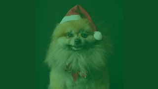 Simplistic Backdrops for Relaxing Pups