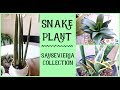 Snake Plant Collection and Plant Care (Sansevieria Plant Care)