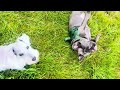My Dogs Boarding Page Https Www Facebook Com Share 1ZQjPJ3Cje Mibextid WwXIfr My Dogs Boarding Page Https Www Facebook Com Share 1ZQjPJ3Cje Mibextid WwXIfr