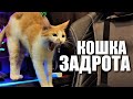 ❤ОБЗОР НА КОШКУ ЗАДРОТА 😻