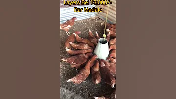 KUKU WA MAYAI YA KISASA LAYERS 