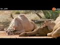 حياة الجمل في استراليا الجزء الاول      