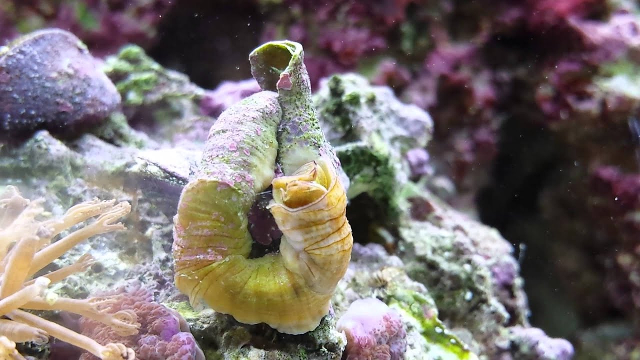 New live rock hitchhikers YouTube