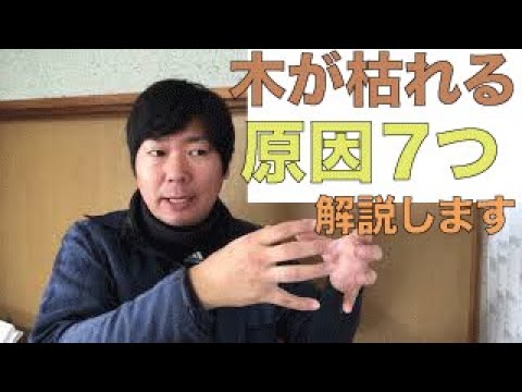 木が【枯れる】原因７つを解説します