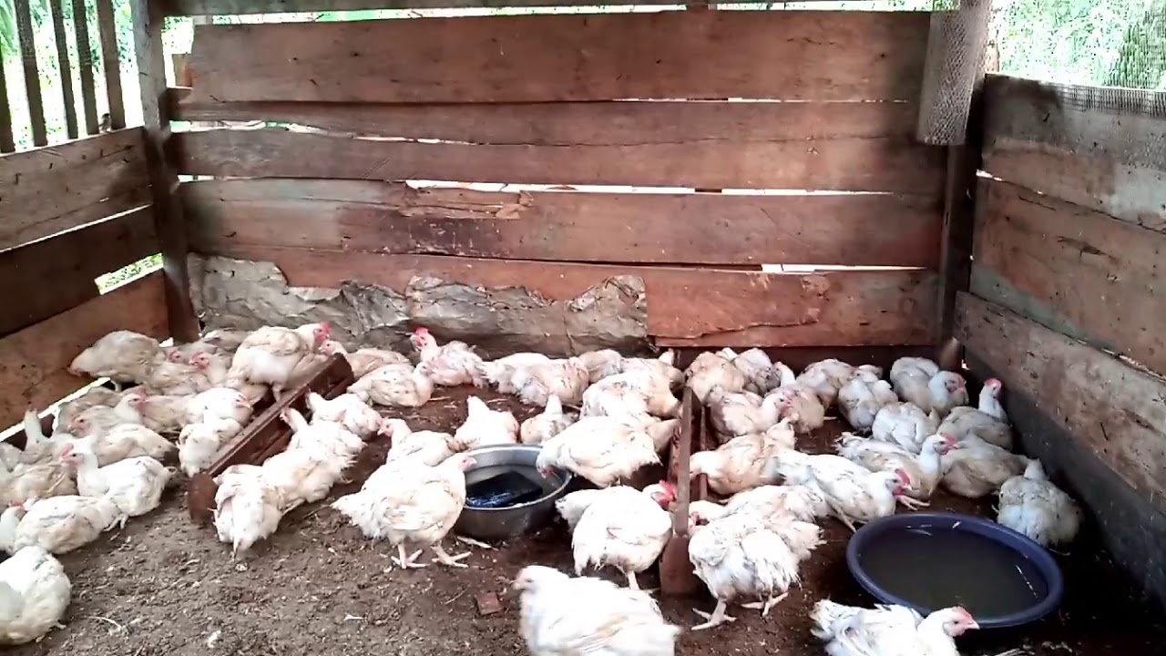 Elevage De Poulet De Chair Youtube | My XXX Hot Girl