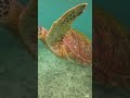 Turtle Snorkeling Experience in Mirissa, Sri Lanka | Crystal Clear Waters