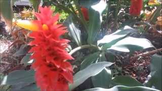 Red Tower Ginger (Costus barbatus) by Randy's Tropical Plants 15,808 views 8 years ago 5 minutes, 32 seconds