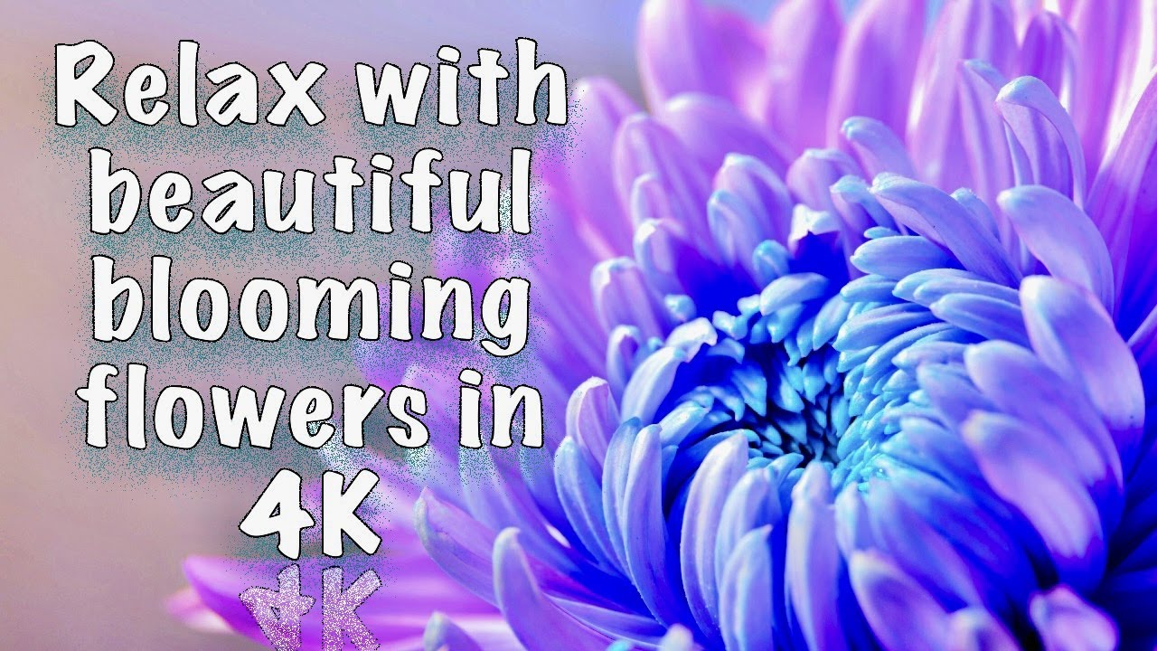 World’s Most Beautiful Blooming Flowers time lapse in 4K - YouTube