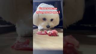 Алиска любит сырое мясо,говядину|натуральное питание собак #натуралкасобаки