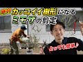 【ミモザ植える人の必須知識】自立しないミモザやどんどん樹形が悪くなるミモザの剪定方法