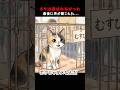 この子だけ、誰も選ばなかった... 7回目で声が聞こえた #保護猫 #猫と人 #心温まる物語 #譲渡会