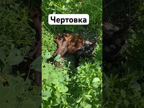 Символ нового. Сенокос