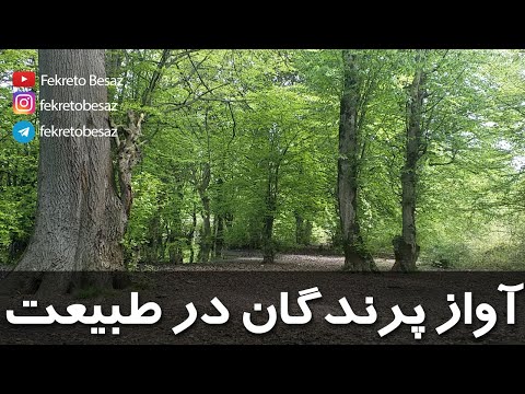 تصویری: چه پرندگان آواز می خوانند