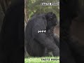 Mind-Blowing Facts About Human Evolution! #facts #shorts