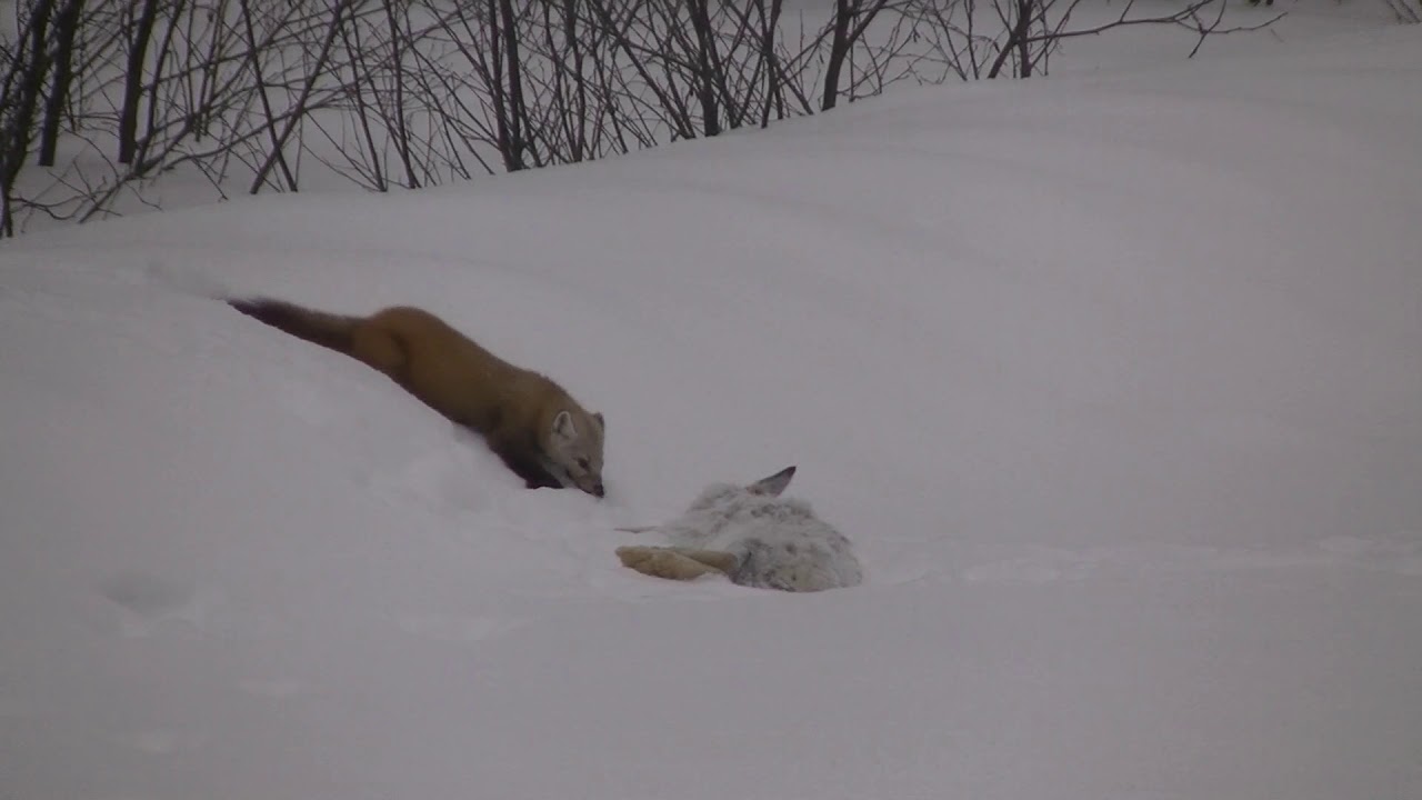 Pine Marten vs Snowshoe Hare YouTube