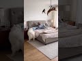 🐶😱 The Dog's Surprise Attack Was Hilarious! 😂 #usashorts #cat #funny #funniestvideo #trending #fyp