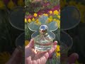 Marc Jacobs Daisy Love and my garden flowers | eau so sweet, daze, skies, spring | tulips daffodils