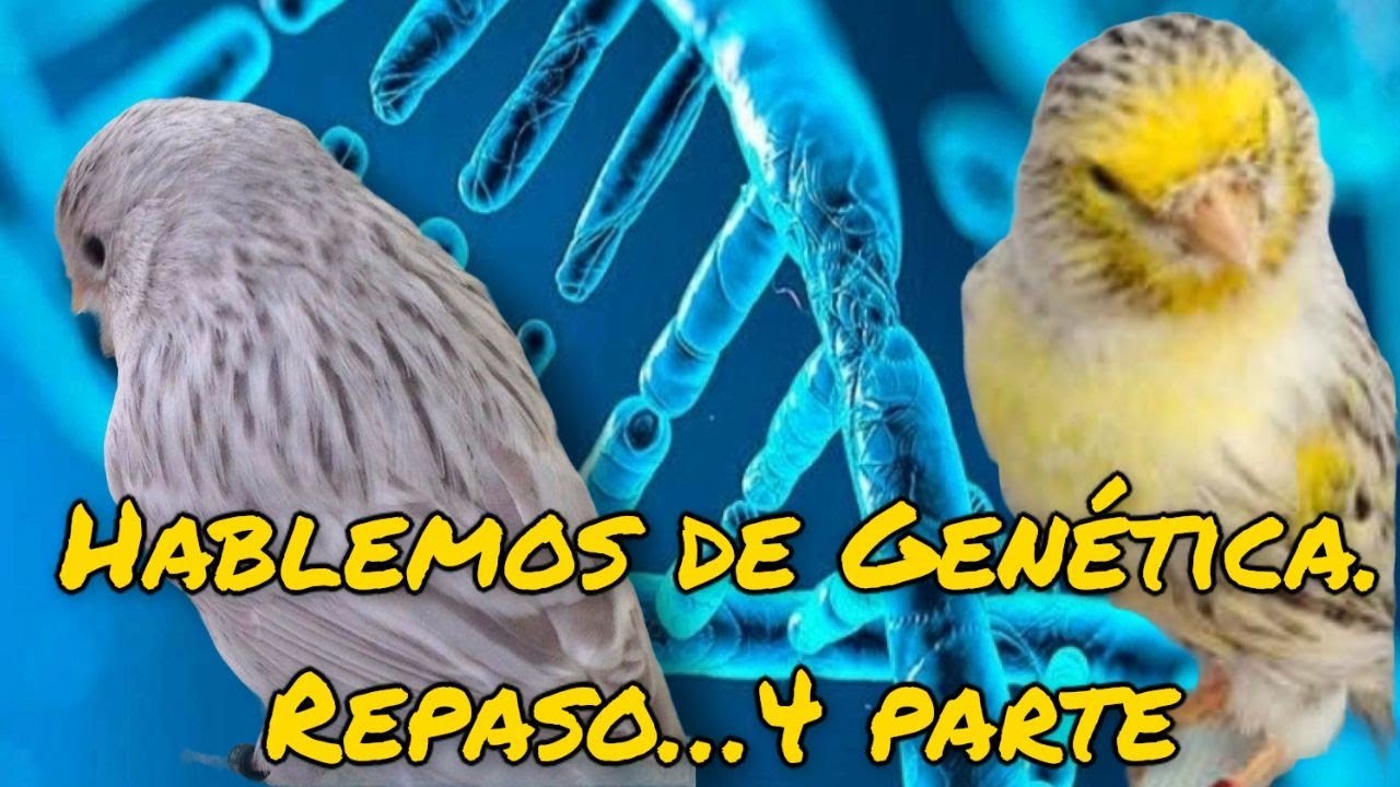 Resolviendo dudas de vídeos anteriores y vienen curvas 😉 jajajaja 🤣.