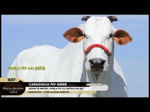 LOTE 1017   CAPADOCIA FIV GIBER   GIBE 2015 zap