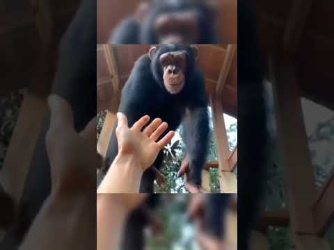 Video: Adakah cimpanzi dan manusia dalam genus yang sama?