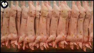 How 72.2 Million Pigs In The US Are Raised | Agriculture Technology