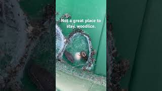 😮 Surprising Encounters: The Fascinating Spider Nest in the Water Butt, with a Wood Lice Visitor
