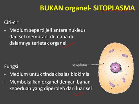 Video: Perbezaan Antara Organel Membran Dan Bukan Membran