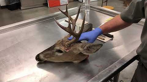 How to Collect Lymph Nodes From a Deer to Submit for CWD Testing
