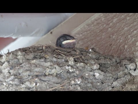 ツバメ - YouTube