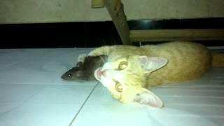 Cuộc Chiến Mèo và Chuột 1