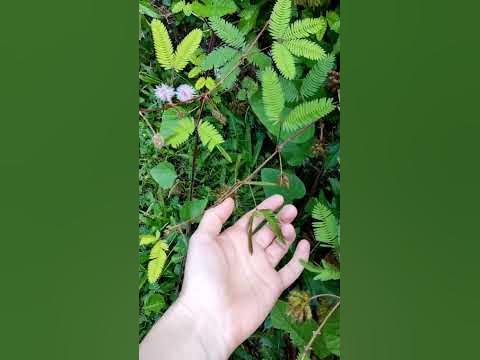 Мимоза стеснительная. - YouTube