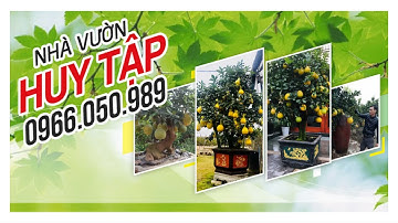 NHÀ VƯỜN HUY TẬP:0966050989 | BƯỞI DIỄN CẢNH/CUNG CẤP BƯỞI CẢNH ĐẸP UY TÍN TẠI VĂN GIANG/TOÀN QUỐC