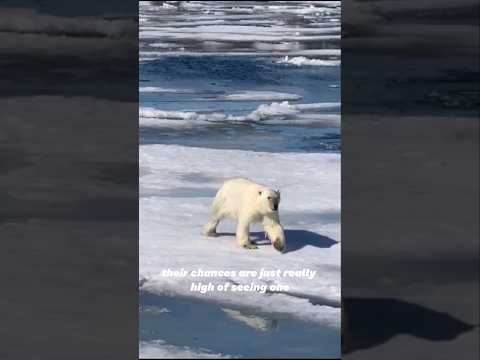 Video: Bear Island (Norway): paglalarawan, larawan