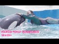 『鴨川シーワールド』シャチパフォーマンス♪(2021/05/30) 10:00~