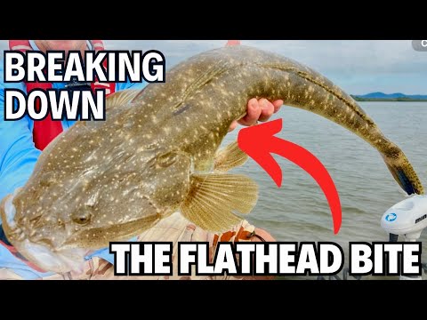 BREAKING DOWN THE FLATHEAD BITE