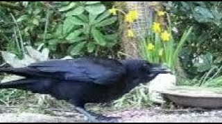 Crow Bird On Spring Friday Visit To My Cottage Garden Scone Perth Perthshire Scotland