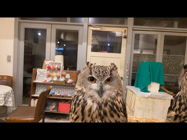 sddefault.jpg?v=65059220